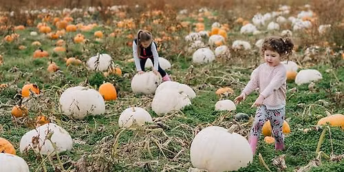 Half Term Event - Family Brunch & Pumpkin Picking