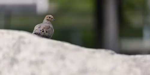 City Nature Challenge