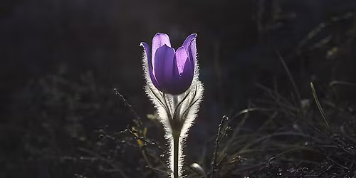 7 Day Zen Meditation Retreat