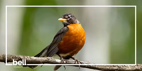 Guided Birding Walk with MOU