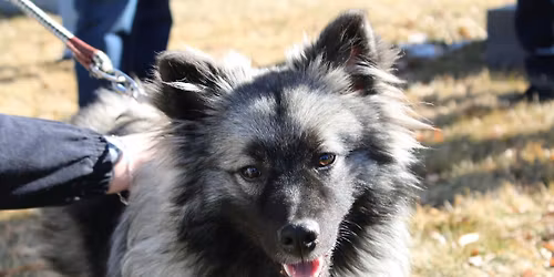 April 2026 Dog Walker's Group