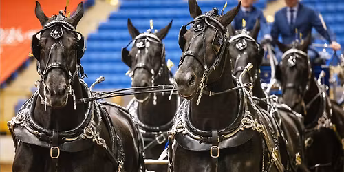 Draft Horse, Mule & Donkey Shows