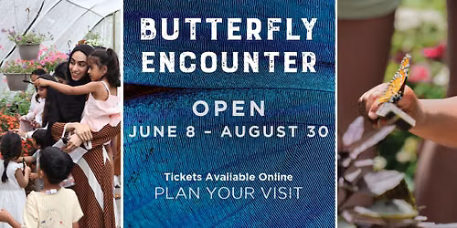 Butterfly Encounter