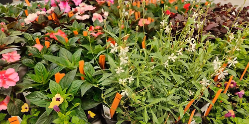 U City in Bloom Annual Spring Plant Sale