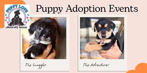 Puppy Adoption Event - day 2!