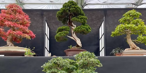 South Staffs Bonsai Show
