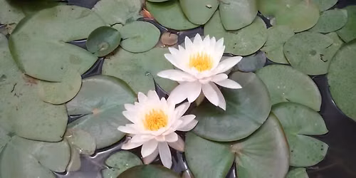 Cultivating Qualities of the Heart