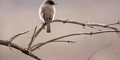 Morning Bird Walk