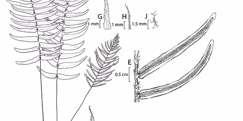 The Art & Science of Botanical Collections