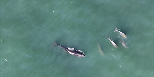 Marine Life of Northeast Florida
