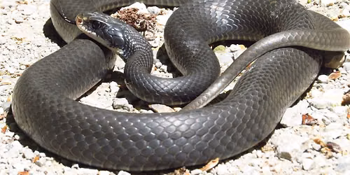 Something About a Snake