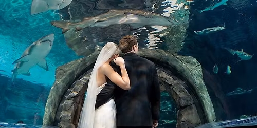 Newport Aquarium Wedding Show
