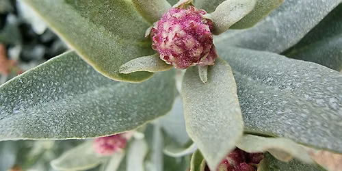 Gardening with Native Plants and Propagation Workshop
