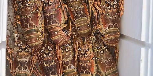 Boynton Beach Lobster and Lionfish Dive