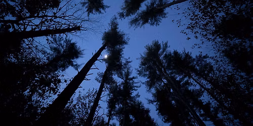 Summer Night Sounds 