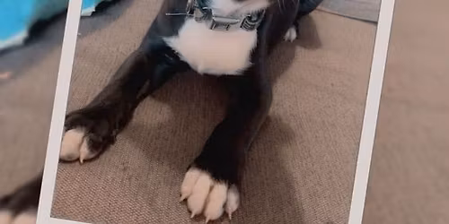 Home in Time for the Holidays Adoption Event