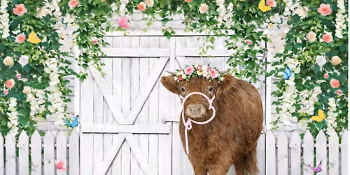 Mom, Moos and Me Cow Cuddle Experience