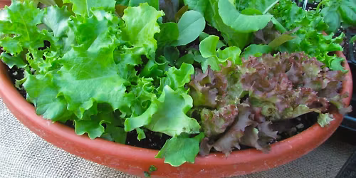 Plant a Salad Bowl Workshop