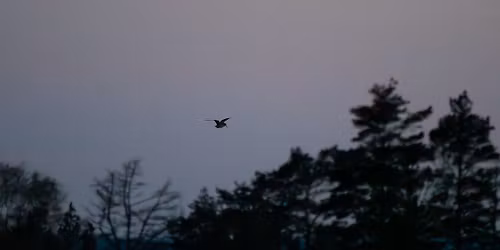 Morkullespel i Tinner\u00f6