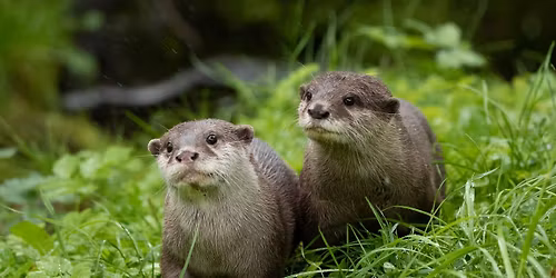 Wild Discovery Day: World otter day