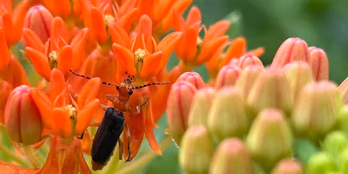 Earth Day Celebration & Native Plant Sale