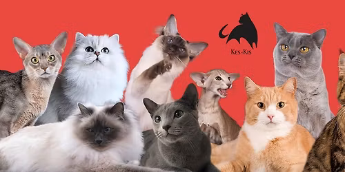 Kes-Kisin 107. ja 108. kansainv\u00e4liset kissan\u00e4yttelyt