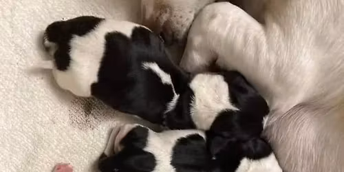 Dachshund Puppies For Adoption 