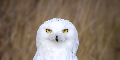 A Memorable Raptor Experience