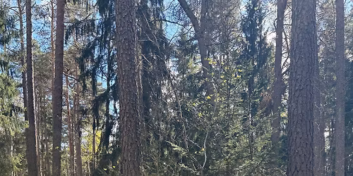 Manifestera med Rebellmammorna f\u00f6r Kyrkans skog