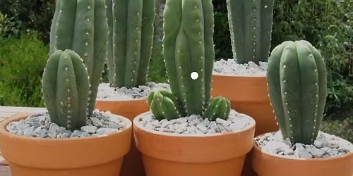 Joy of Cactus