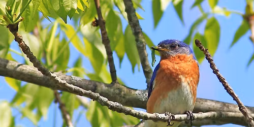 Rocky Fork Family Bird Hike