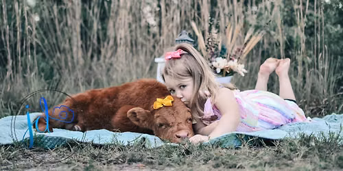 Mini highland calf photo sessions \ud83d\udc2e\ud83d\udcf8