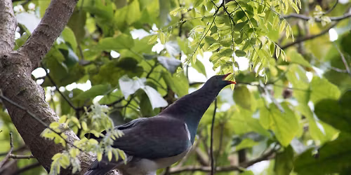 Forest giants, fragrant herbs and birdsong - Guided Walk