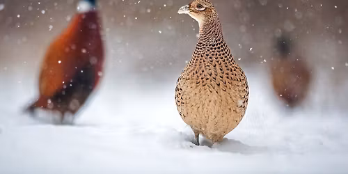 Winter Birds Presentation