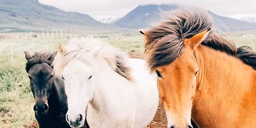 SKIPTVET V\u00c5R-26 : L\u00e6r \u00e5 behandle hester, kurs 1, 2 og 3