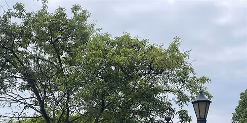Monday Night Yoga in the Garden