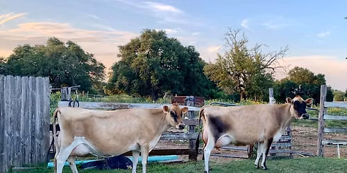 Buda\/Austin Texas | Raw Milk