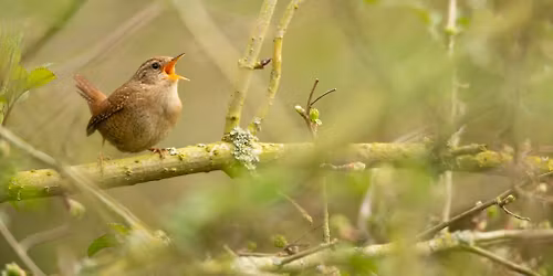 Not Quite the Dawn Chorus!