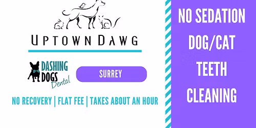 Dog & Cat Teeth Cleaning - Surrey Ocean Park
