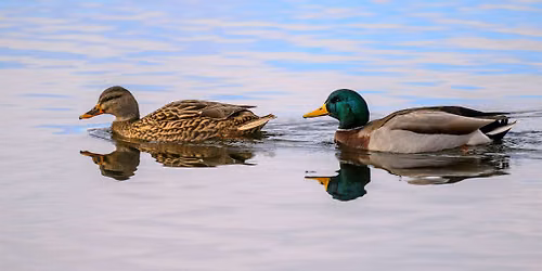 Birding the Garden City Greenbelt