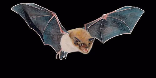 Summer Bat Walks 2026
