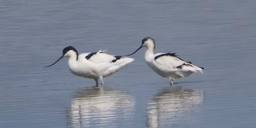 Wader Conservation World Watch 2025: Hayling Island Oyster Beds & Farlington Marshes (car sharing)