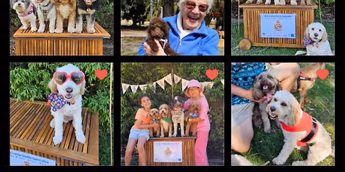 small cav\/oodle playdate - fundraiser for shenton Dog refuge