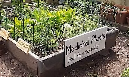 Climate Week Medicinal Garden Workshop