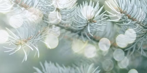 Sandon Hall Christmas Fair