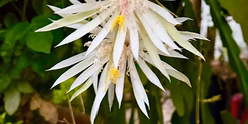 Master Gardener Plant Sale