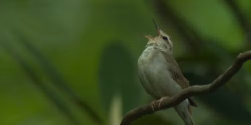 Red River Gorge Bird Walk
