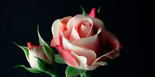 W.A. Mozart: Requiem