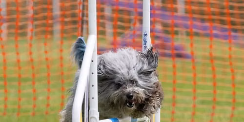 Foundation Agility Tuesdays 2pm