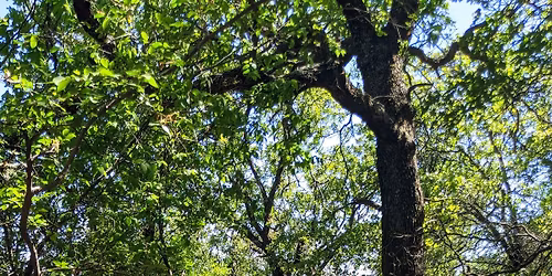 Cross Timbers Adventure - Lake Mineral Wells (Day hike)